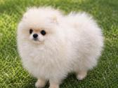 Pomeranijos špicas parduodamas