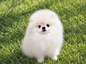 Pomeranijos špicas parduodamas - nuotraukos Nr. 2