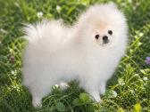 Pomeranijos špicas parduodamas - nuotraukos Nr. 3