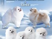 Pomeranijos špicas parduodamas - nuotraukos Nr. 4