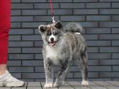 Akita Inu Tigriniai šuniukai
