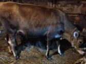 Parduodu Džersi karve ir telyčaite