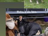 Prancūzų buldogas - nuotraukos Nr. 6