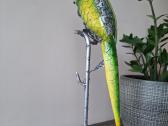 Dekoratyvinė pastatoma papūga - nuotraukos Nr. 7