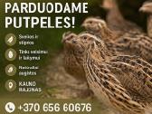 Putpeles,kiausiniai,skerdiena.