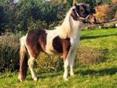 Miniatiūrinis žirgas - ponis