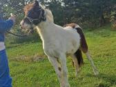 Miniatiūrinis žirgas - ponis - nuotraukos Nr. 3