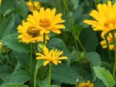 Šiurkščioji - nuotraukos Nr. 3