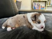 Mini Aussie /Miniatiūrinis amerikos avigan. /Mas - nuotraukos Nr. 2