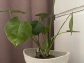 Jauna Monstera