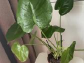Jauna Monstera - nuotraukos Nr. 2
