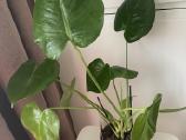 Jauna Monstera - nuotraukos Nr. 3