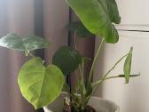 Jauna Monstera - nuotraukos Nr. 4