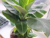 Bananmedis