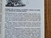 Medžiotojo vaišės (B. Kačkus) - nuotraukos Nr. 3