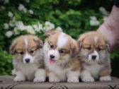 Top Welsh corgi pembroke puppies - nuotraukos Nr. 5
