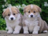 Top Welsh corgi pembroke puppies - nuotraukos Nr. 4