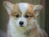 Top Welsh corgi pembroke puppies - nuotraukos Nr. 3