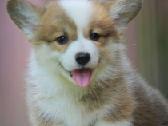 Top Welsh corgi pembroke puppies - nuotraukos Nr. 2