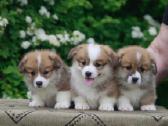 Top Welsh corgi pembroke fluffy & standard - nuotraukos Nr. 5