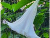 Gele brugmansija(durnarope)