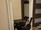 Veidrodis Hemnes ikea