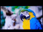 Samsung 55 TV - nuotraukos Nr. 2