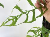 Monstera albo variegata ir kiti augalai - nuotraukos Nr. 3