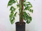 Monstera albo variegata ir kiti augalai - nuotraukos Nr. 4