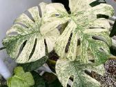 Monstera albo variegata ir kiti augalai - nuotraukos Nr. 5