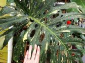 Monstera albo variegata ir kiti augalai - nuotraukos Nr. 6
