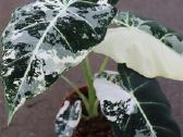 Monstera albo variegata ir kiti augalai - nuotraukos Nr. 8