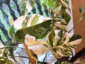 Monstera albo variegata ir kiti augalai - nuotraukos Nr. 2