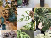 Monstera albo variegata ir kiti augalai