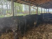 Angus grynaveisliai buliai - nuotraukos Nr. 2