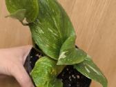 Monstera albo variegata ir kiti augalai - nuotraukos Nr. 10