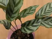 Monstera albo variegata ir kiti augalai - nuotraukos Nr. 11