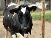 Parduodama veršinga Airšyrų veislės telyčia – 1700 - nuotraukos Nr. 2