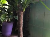 Monstera albo variegata ir kiti augalai - nuotraukos Nr. 12
