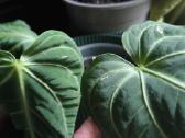 Monstera albo variegata ir kiti augalai - nuotraukos Nr. 13
