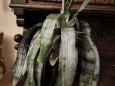 Monstera albo variegata ir kiti augalai - nuotraukos Nr. 14
