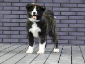 Akita Inu Tigriniai šuniukai - nuotraukos Nr. 4