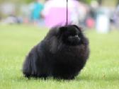 Lt Jch Pomeranian patinas kergimui - nuotraukos Nr. 2