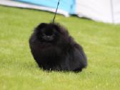 Lt Jch Pomeranian patinas kergimui - nuotraukos Nr. 3