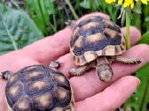 Parduodu sausumos vėžliukus Testudo Marginata.
