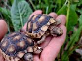 Parduodu sausumos vėžliukus Testudo Marginata. - nuotraukos Nr. 2