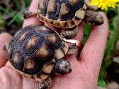 Parduodu sausumos vėžliukus Testudo Marginata. - nuotraukos Nr. 3