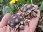 Parduodu sausumos vėžliukus Testudo Marginata. - nuotraukos Nr. 4