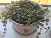 Peperomia