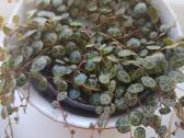 Peperomia - nuotraukos Nr. 2